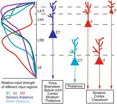 Cortical circuit dynamics underlying motor skill learning: from rodents to humans